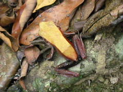 Clinotarsus curtipes