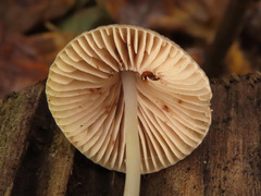 Mycena metata