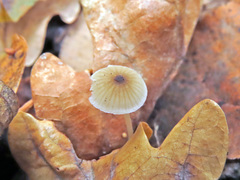 Mycena mirata