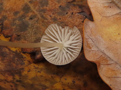 Mycena mirata