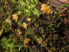 Mollisia ventosa