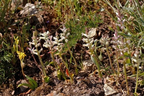 Image of Lachenalia fistulosa by (c) Karen Eichholz, some rights reserved (CC BY)