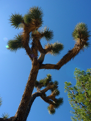 Yucca brevifolia