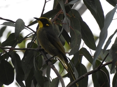 Lichenostomus melanops