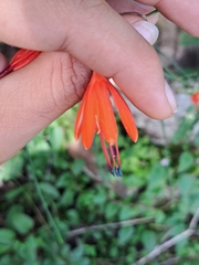 Bessera elegans, photograph (c) Ricardo Betancourt Sánchez, some rights reserved (CC BY)
