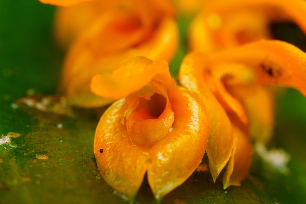 Acianthera polystachya