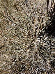 Tracheophyta
