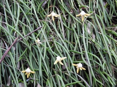Dendrobium striolatum