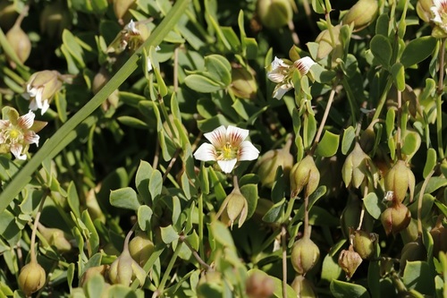 Image of White Twinleaf (Roepera sessilifolia) by (c) Karen Eichholz, some rights reserved (CC BY)