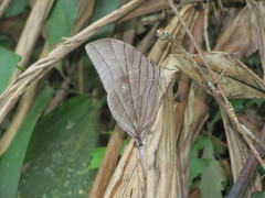 Amathuxidia amythaon