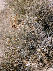 Tracheophyta