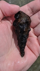 Pyrazus ebeninus