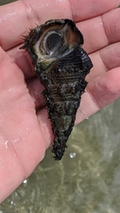 Pyrazus ebeninus