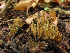 Phaeoclavulina echinovirens