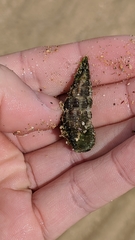 Pyrazus ebeninus