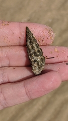 Pyrazus ebeninus