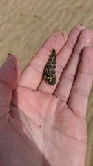 Pyrazus ebeninus