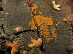 Orbilia xanthostigma