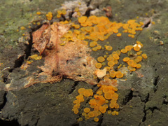 Orbilia xanthostigma