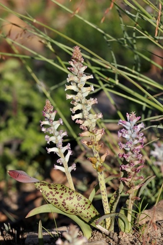 Lachenalia fistulosa