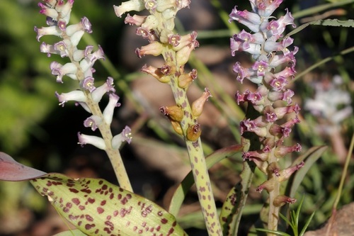 Lachenalia fistulosa