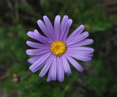 Olearia rudis