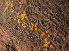 Orbilia xanthostigma