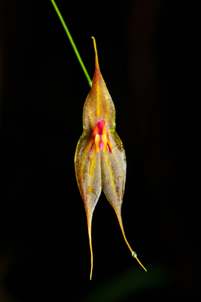 Lepanthes helgae