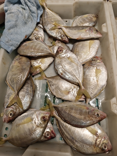 Carangoides equula observed 2025-07-11