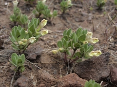 Scutellaria nana