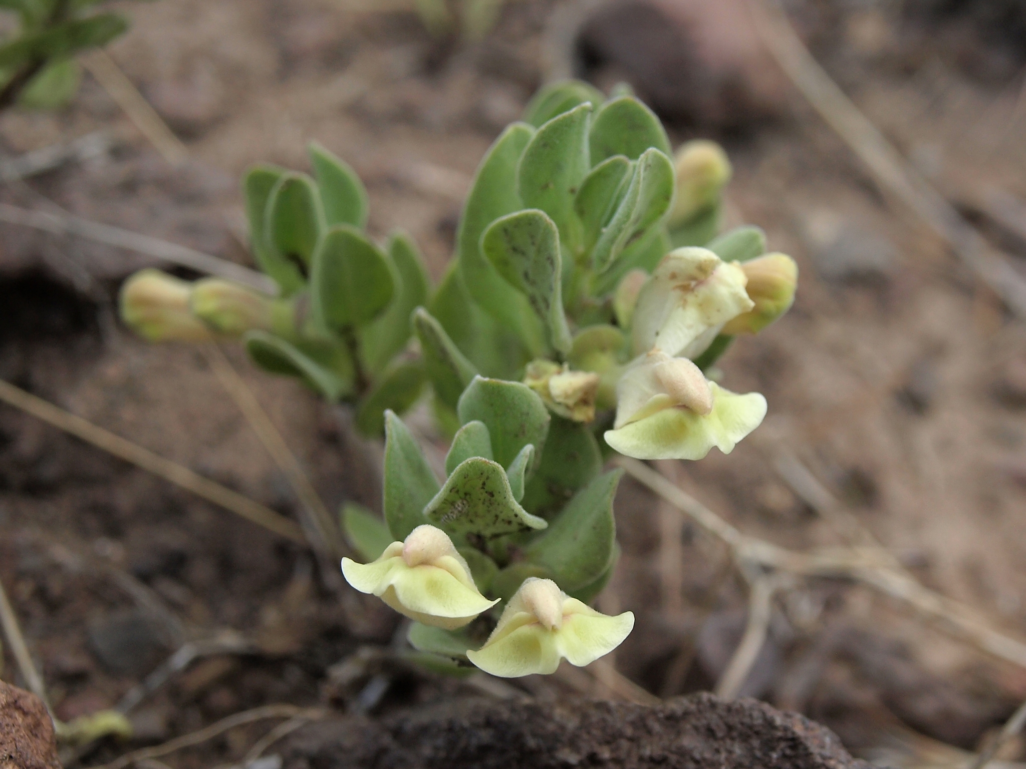 Scutellaria nana