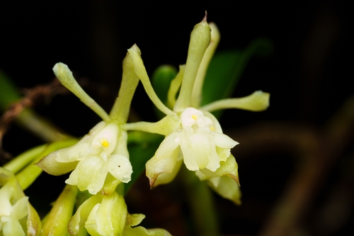 Epidendrum brevicernuum Hágsater & Dodson 2