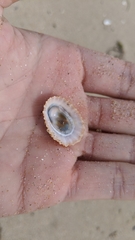 Scutellastra peronii