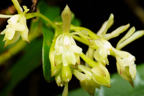 Epidendrum brevicernuum Hágsater & Dodson 3