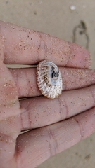 Scutellastra peronii