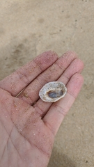 Scutellastra peronii