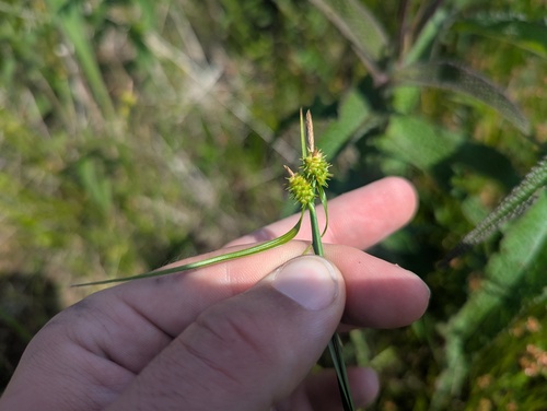 northeastern sedge (Carex cryptolepis)