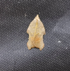 Acleris emargana