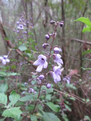 Prostanthera melissifolia