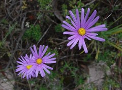 Olearia rudis