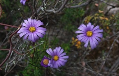 Olearia rudis