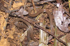Calamaria pavimentata