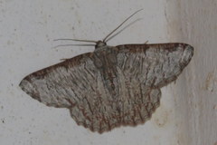 Pseudoterpnini
