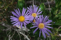 Olearia rudis