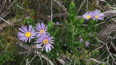 Olearia rudis
