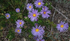 Olearia rudis