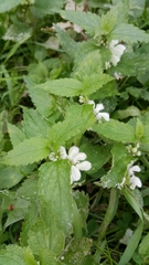 Lamium album