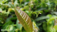 Aciagrion pallidum