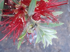 Austroplebeia
