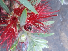 Austroplebeia